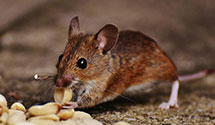 24 Hour & Emergency Exterminators in North Bloomfield, OH